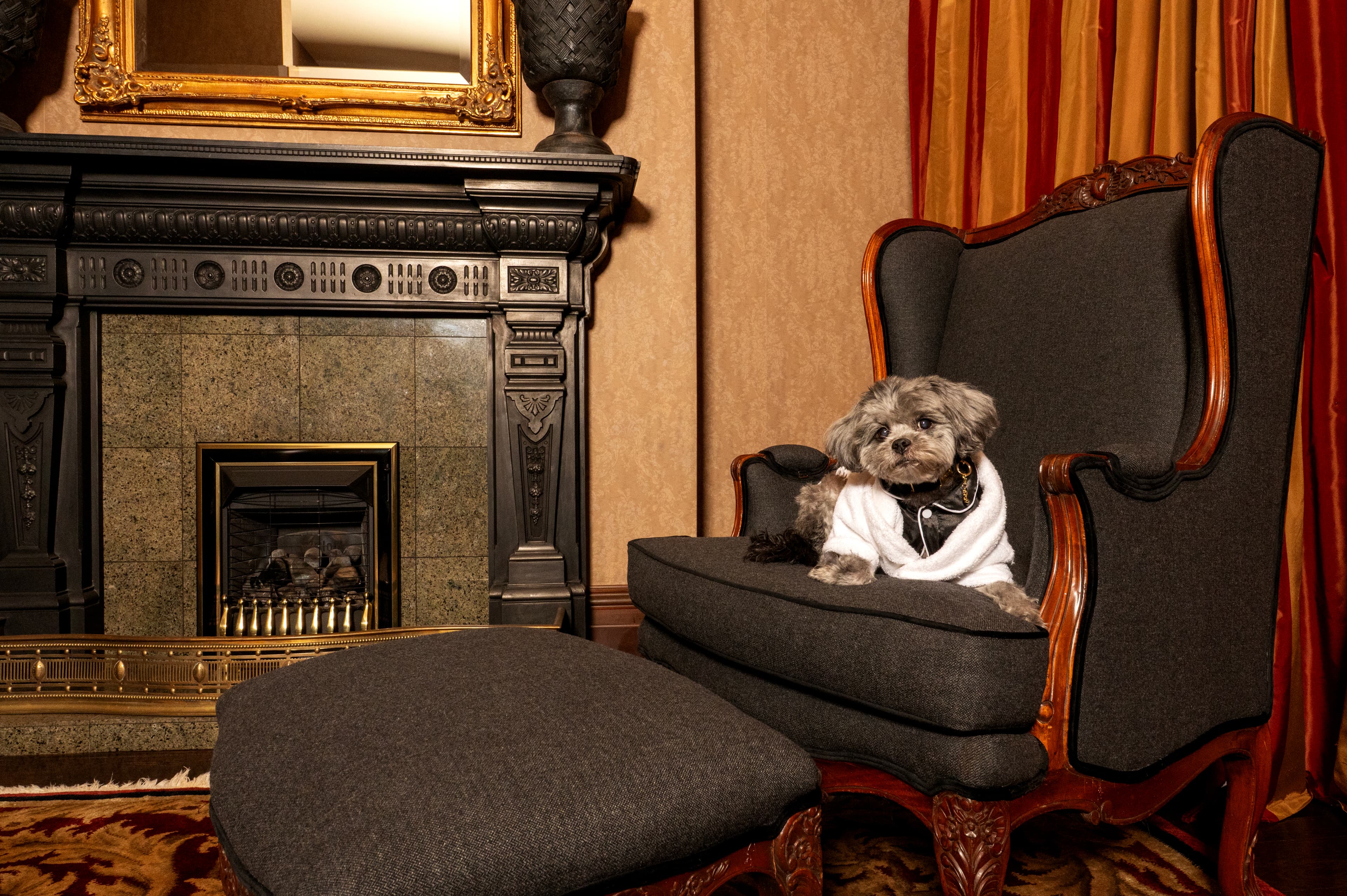 A small dog seated by the carved fireplace in a Wheeler Mansion room