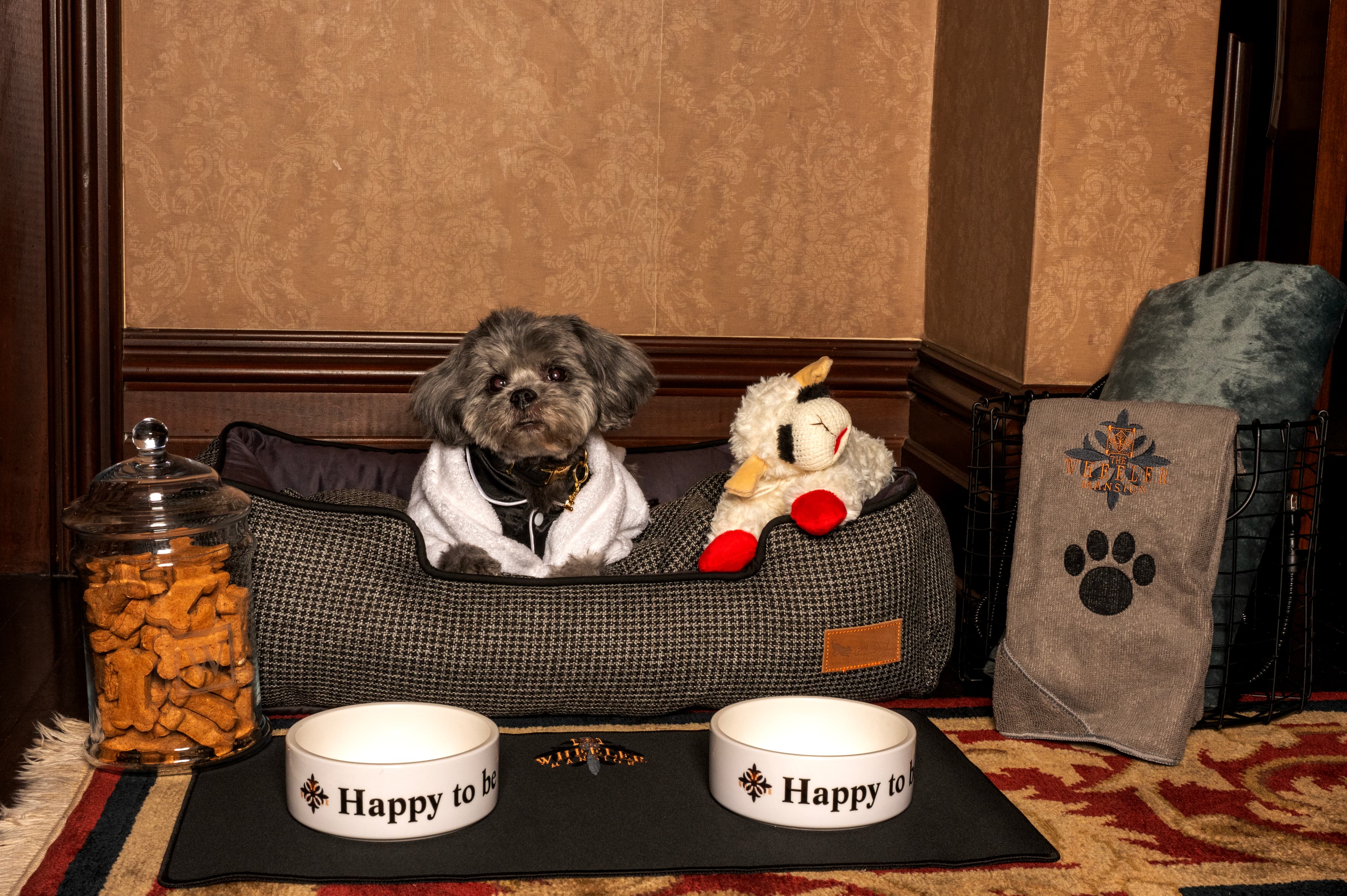 A dog resting in its own bed beside a water bowl and treats